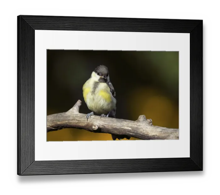 Framed Print : Branch office Great Tit