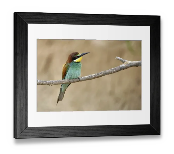 Framed Print : Bee-eater on a branch