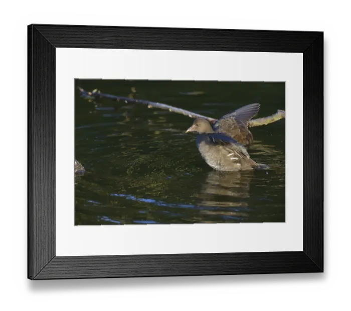 Framed Print : Young moorhen bathing Framed Print : Young moorhen bathing