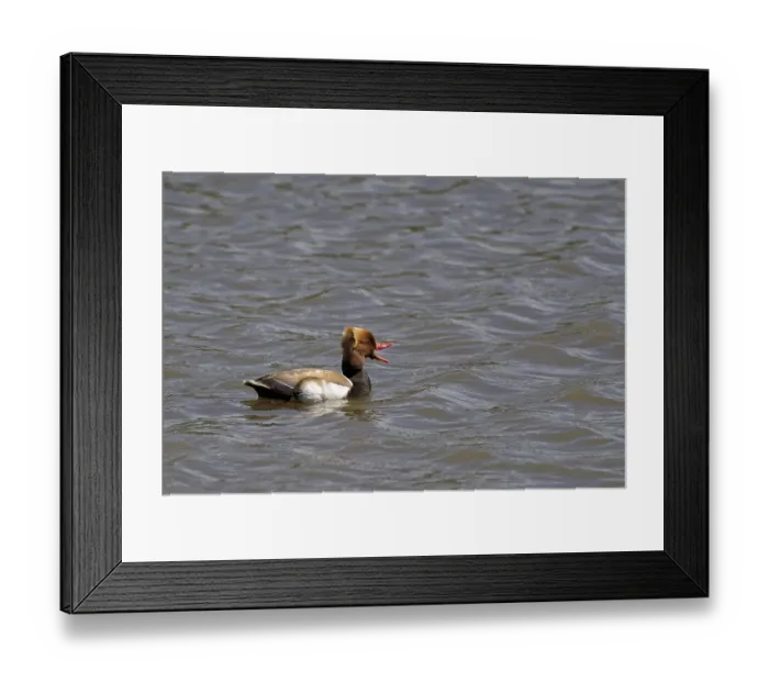 Framed Print : Pochard