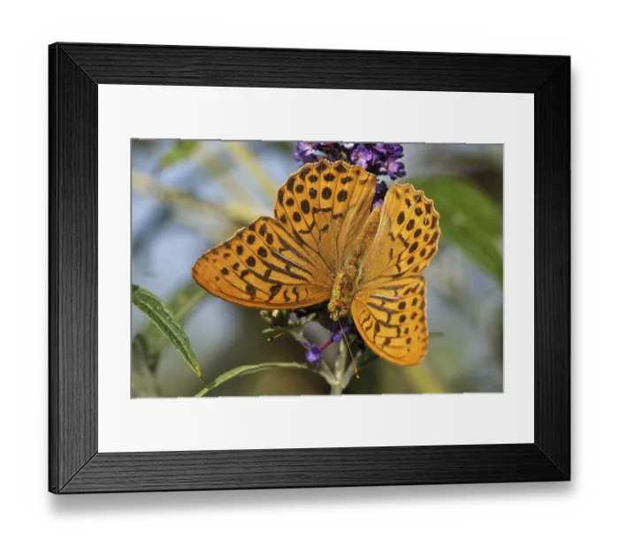 Framed Print : Emperor's cloak Emperor's cloak Framed Print : Emperor's cloak Emperor's cloak
