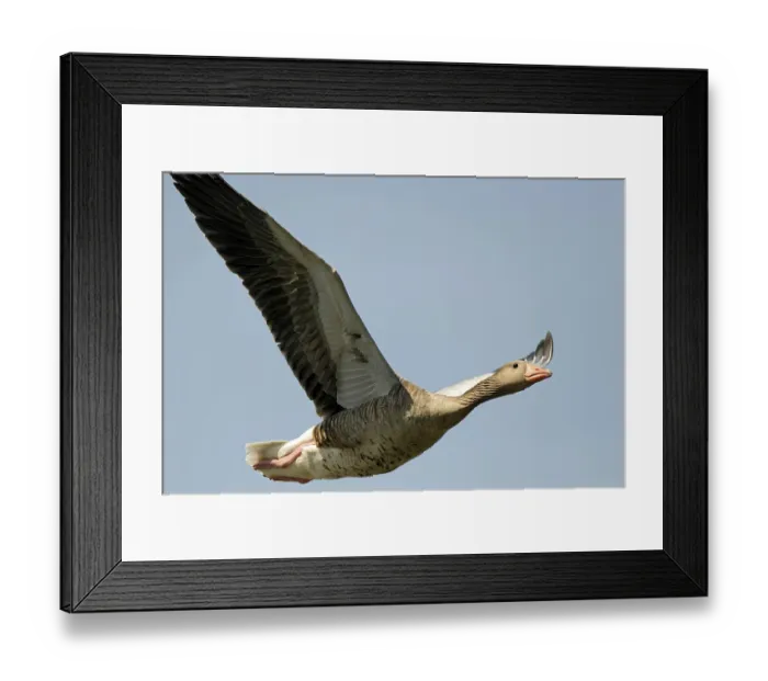 Framed Print : Grey goose Framed Print : Grey goose