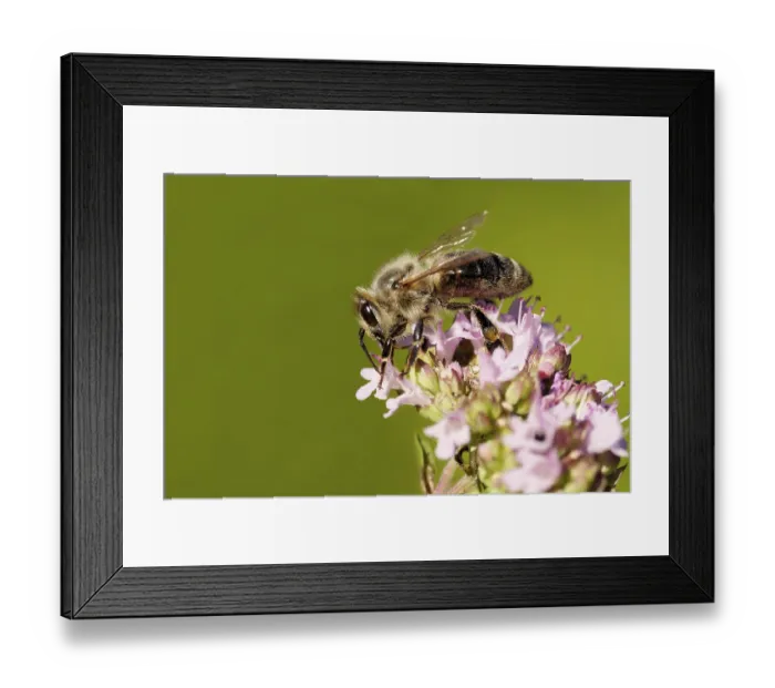 Framed Print : Carinthian bee on oregano