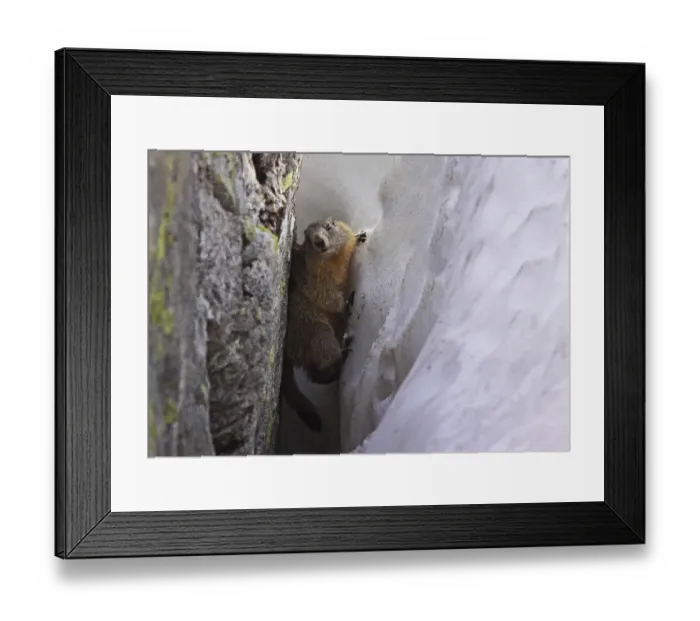 Framed Print : Constricting