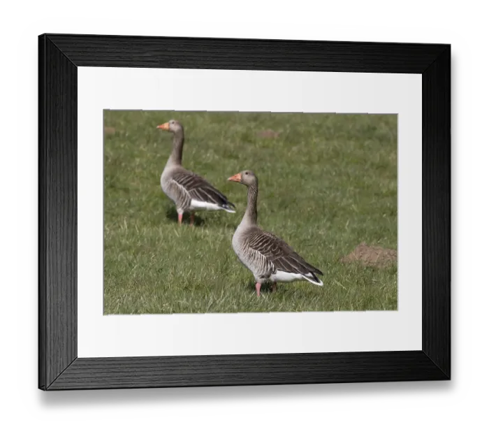Framed Print : Grey geese