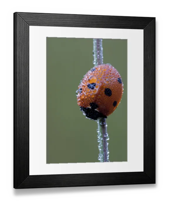 Framed Print : seven-spot ladybug (Coccinella septempunctata)