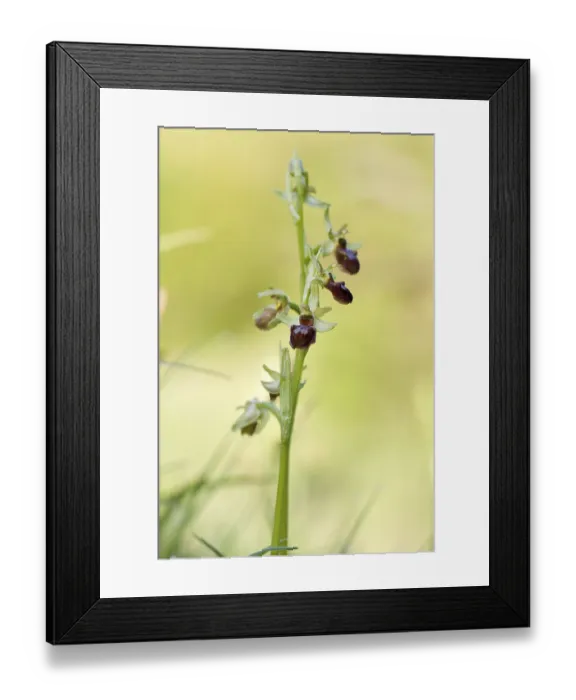 Framed Print : bee orchid Framed Print : bee orchid