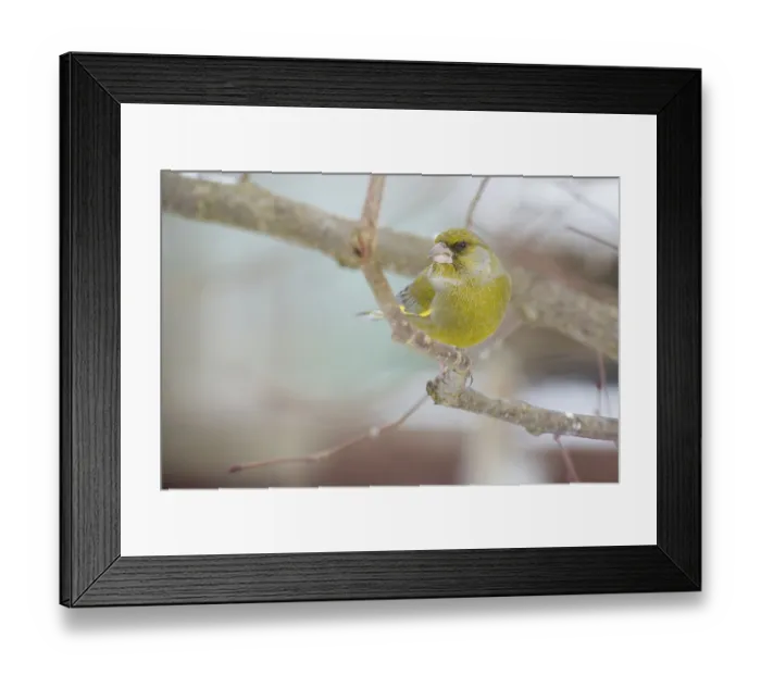 Framed Print : green finch Framed Print : green finch