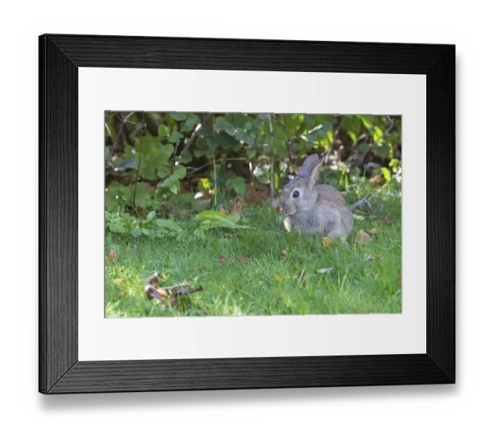Framed Print : wild rabbit
