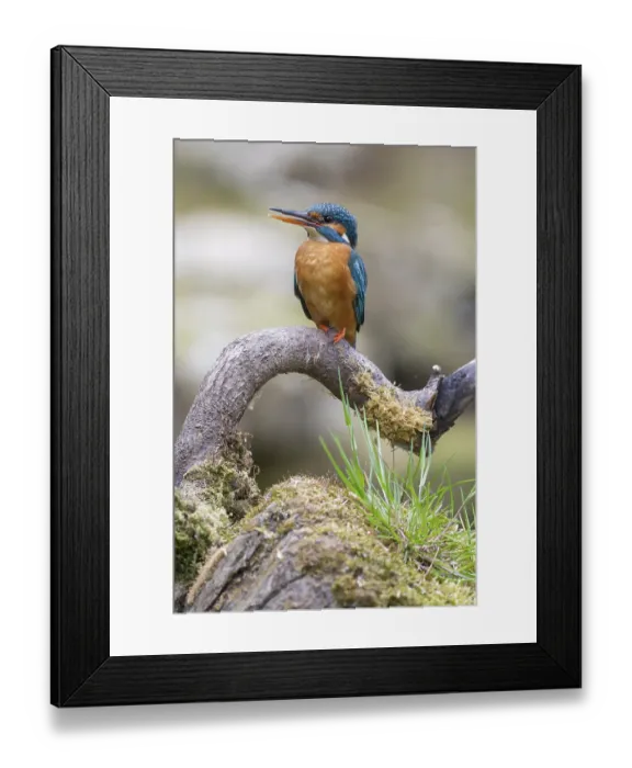 Framed Print : Kingfisher (Alcedo atthis) Framed Print : Kingfisher (Alcedo atthis)