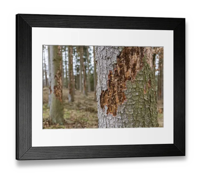 Framed Print : Forest dieback Spruce trunk Bark beetle Framed Print : Forest dieback Spruce trunk Bark beetle
