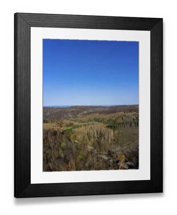 Framed Print : Forest dieback in the Harz Mountains cleared forest areas