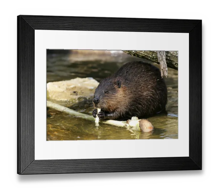 Framed Print : North American Beaver (Castor canadensis)