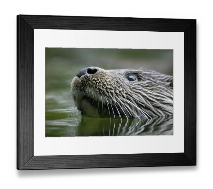 Framed Print : European otter (Lutra Lutra) EUROP Framed Print : European otter (Lutra Lutra) EUROP