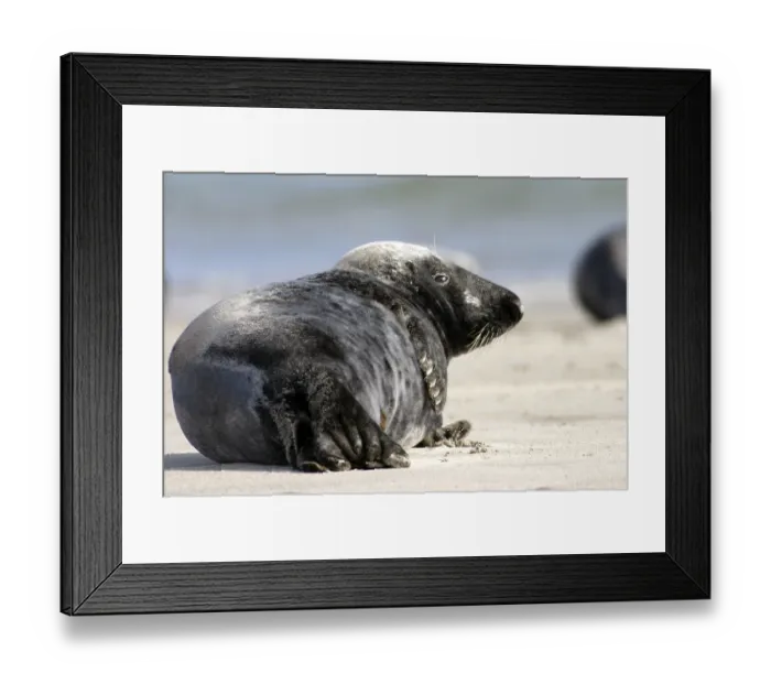 Framed Print : GREY (HALICHOERUS GRYPUS) SEAL ON HELGOLAND Framed Print : GREY (HALICHOERUS GRYPUS) SEAL ON HELGOLAND