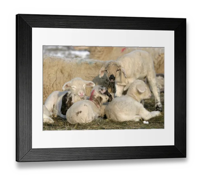 Framed Print : Country sheep Framed Print : Country sheep