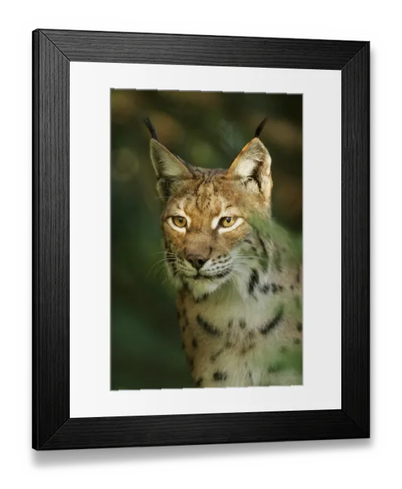 Framed Print : Eurasian lynx (Lynx lynx) Framed Print : Eurasian lynx (Lynx lynx)