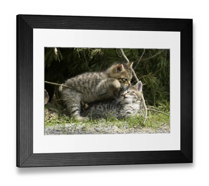 Framed Print : Wildcat (FELIS SILVESTRIS)