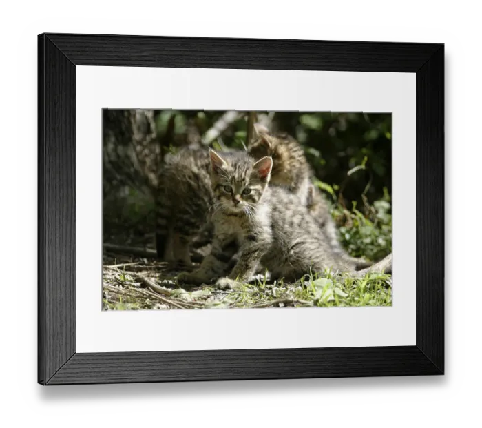 Framed Print : Wildcat (FELIS SILVESTRIS)