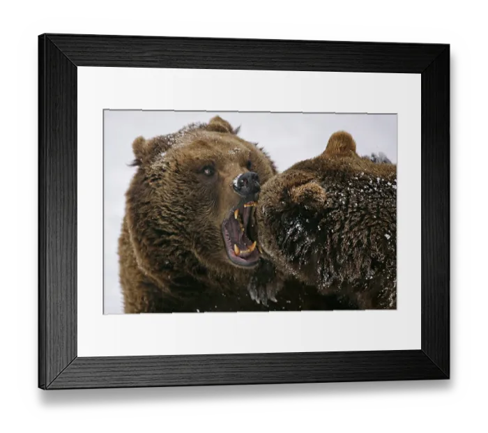 Framed Print : Brown bear (Ursus arctos) enclosure / zoo Framed Print : Brown bear (Ursus arctos) enclosure / zoo