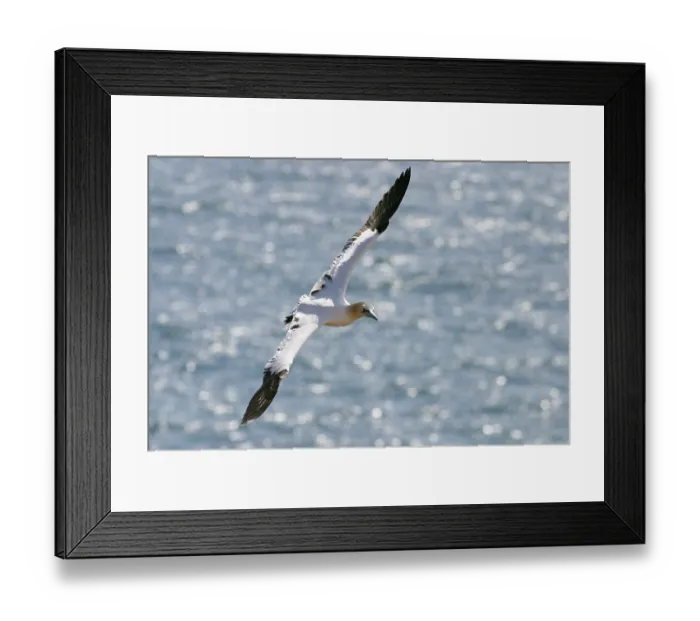Framed Print : Northern gannet (sula bassana) Gannet