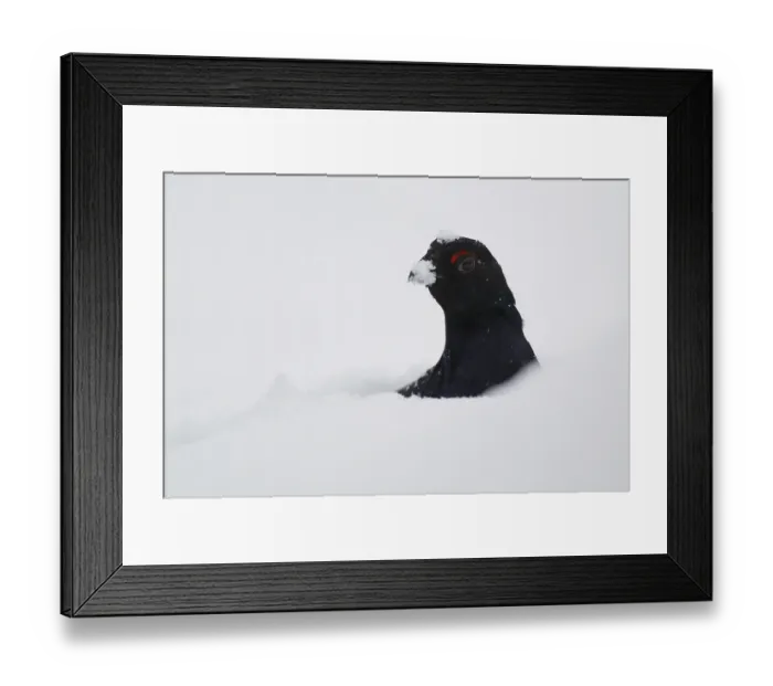 Framed Print : Black grouse (lyrurus tetrix), Sweden Framed Print : Black grouse (lyrurus tetrix), Sweden