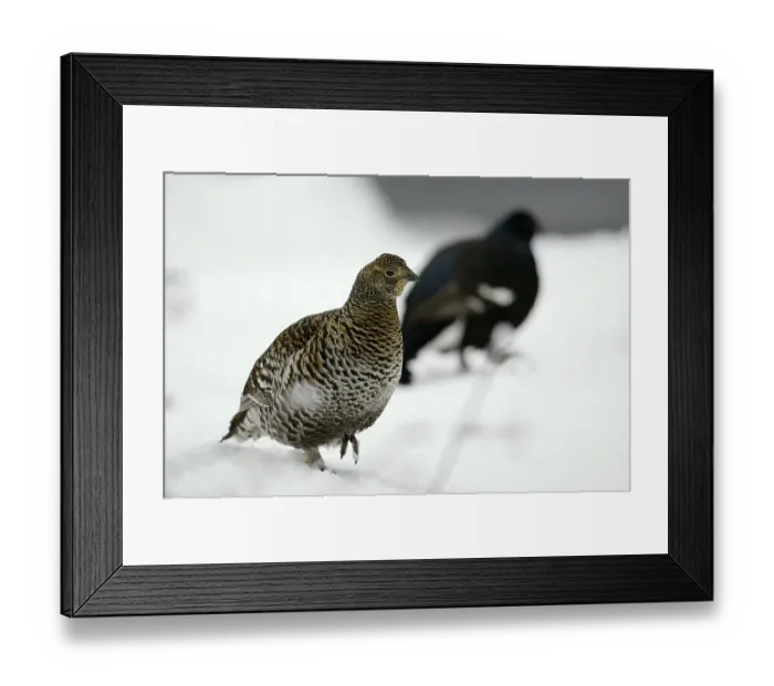 Framed Print : Black grouse (lyrurus tetrix), Sweden