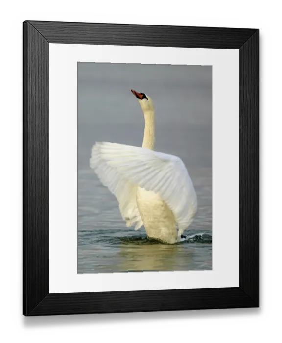 Framed Print : Mute Swan (cygnus olor), Mute Swan