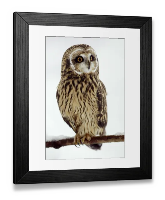 Framed Print : Short Eared Owl (Asio flammeus)
