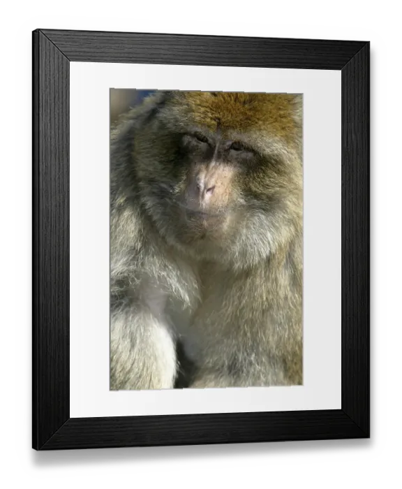 Framed Print : Barbary macaque (macaca sylvanus)