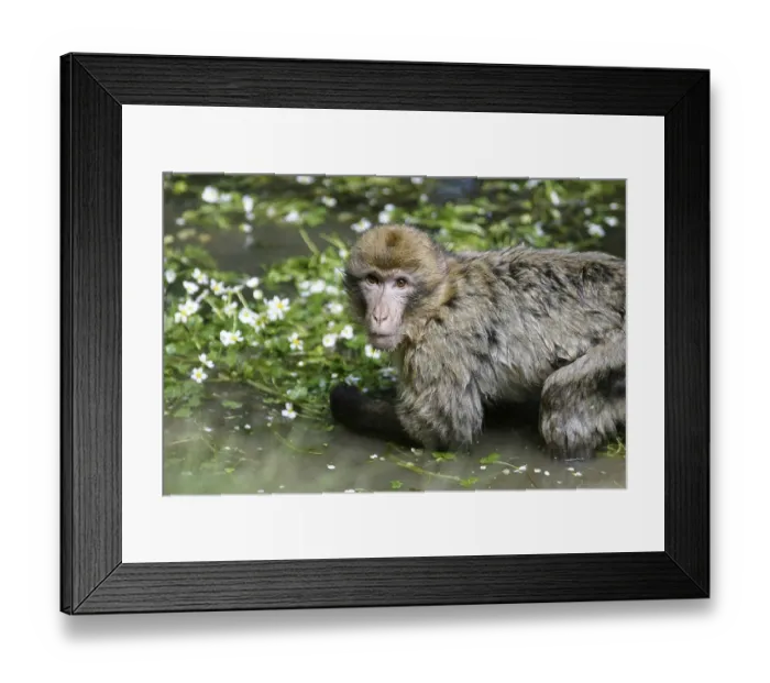 Framed Print : Barbary macaque (macaca sylvanus)