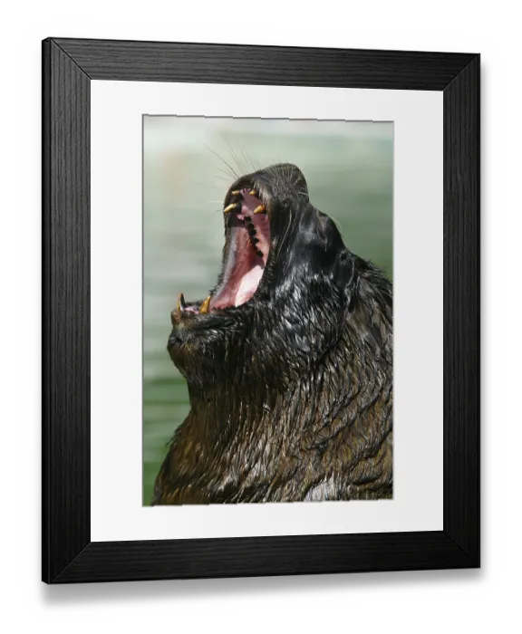 Framed Print : Maned seal, otaria byronica, South American sea lion Framed Print : Maned seal, otaria byronica, South American sea lion