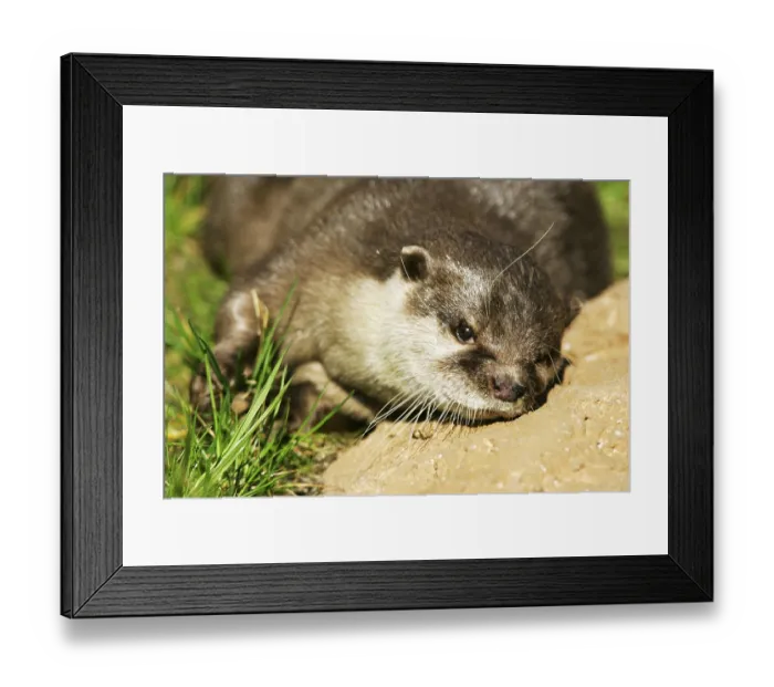 Framed Print : Oriental small-clawed otter (Amblonyx cinereus) Framed Print : Oriental small-clawed otter (Amblonyx cinereus)