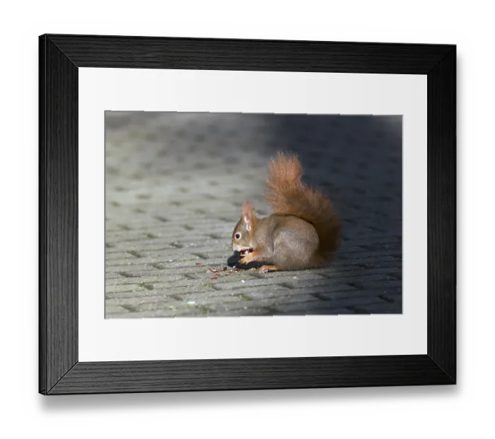 Framed Print : Red Squirrel, Germany, wildlife Framed Print : Red Squirrel, Germany, wildlife