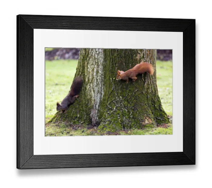 Framed Print : Red Squirrel, Germany, wildlife Framed Print : Red Squirrel, Germany, wildlife