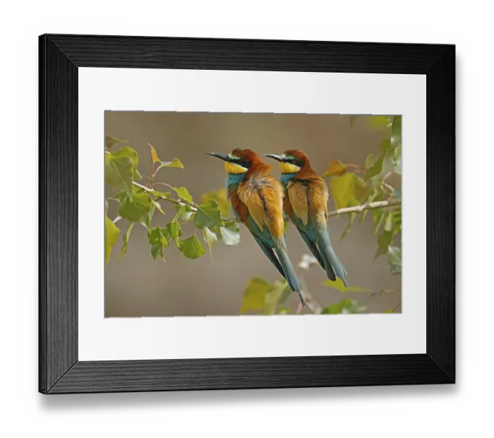 Framed Print : Bee-eater (Merops apiaster) sitting on a branch Framed Print : Bee-eater (Merops apiaster) sitting on a branch