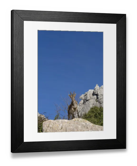 Framed Print : Close up view of a young Iberian wild mountain goat perched on a high rocky promontory under a clear blue sky