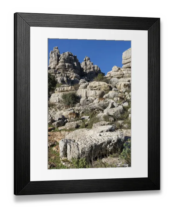 Framed Print : View of many Iberian wild mountain goats in the El Torcal Nature Park in Andalusia