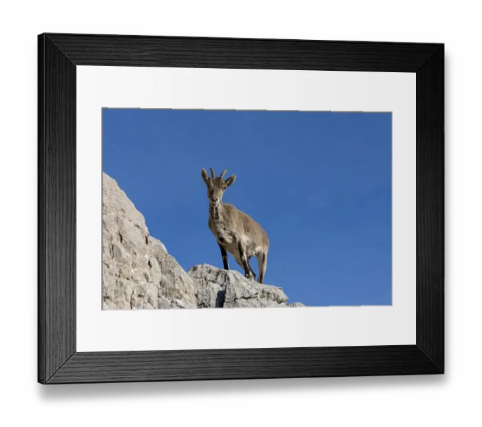 Framed Print : Close up view of a young Iberian wild mountain goat perched on a high rocky promontory under a clear blue sky Framed Print : Close up view of a young Iberian wild mountain goat perched on a high rocky promontory under a clear blue sky
