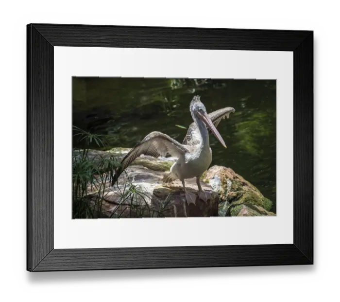 Framed Print : Spot-Billed Pelican (Pelecanus philippensis) at the Bioparc Fuengirola