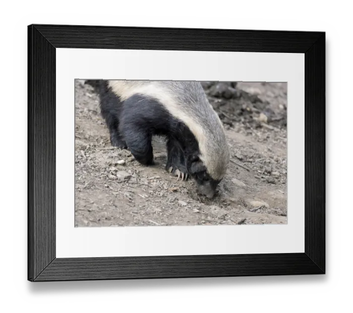 Framed Print : Honey Badger (Mellivora capensis)