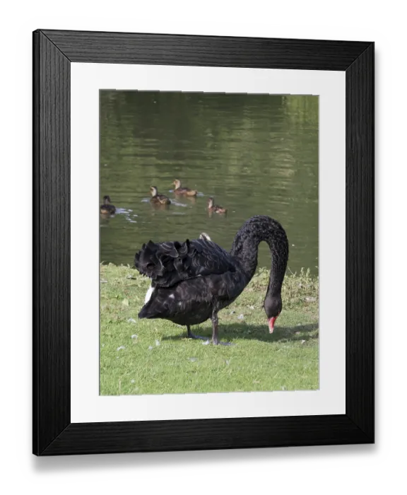 Framed Print : Black Swan (cygnus atratus) by a lake in Kent