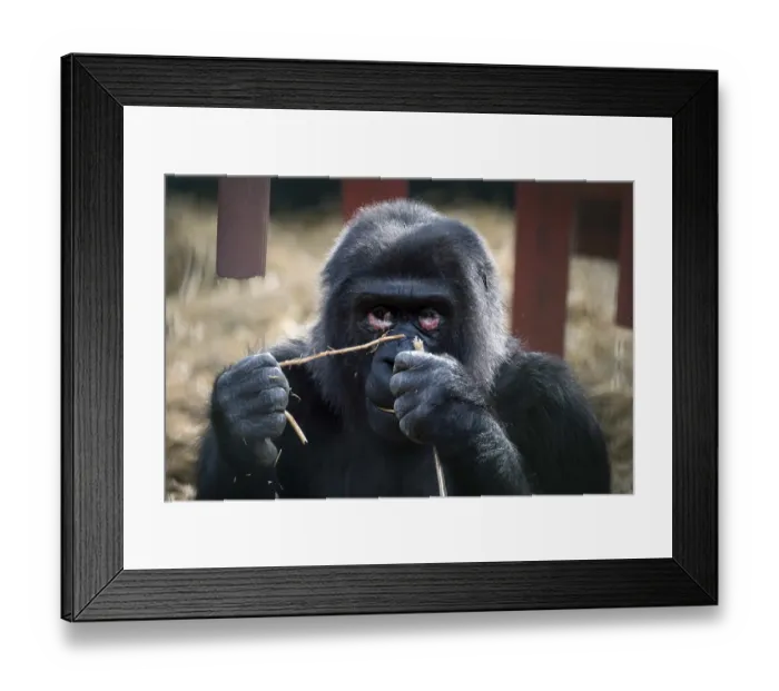 Framed Print : Western Lowland Gorilla (Gorilla gorilla gorilla)