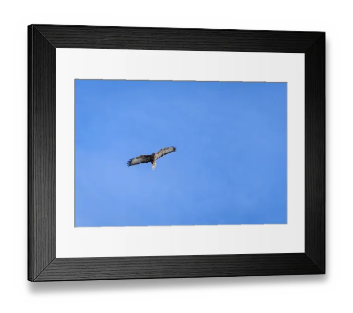 Framed Print : Common Buzzard (Buteo buteo) flying near East Grinstead in West Sussex Framed Print : Common Buzzard (Buteo buteo) flying near East Grinstead in West Sussex