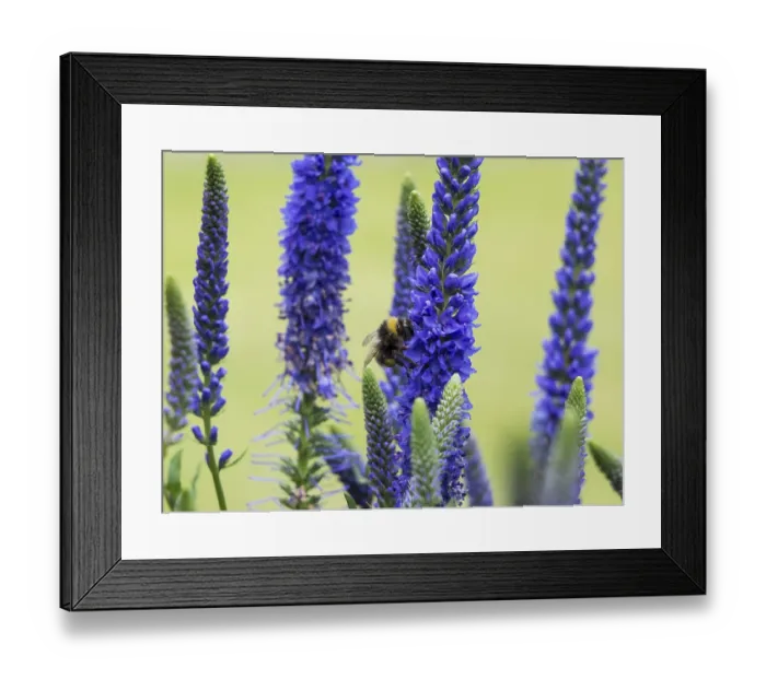 Framed Print : Bee gathering nectar from (Veronica Spicata) Ulster Dwarf Blue flowers