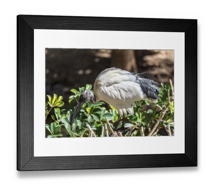 Framed Print : MASPALOMAS, GRAN CANARIA, SPAIN - MARCH 8 : Australian White Ibis at Palmitos Park