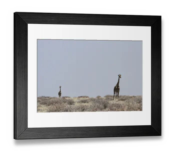 Framed Print : Giraffes in the Etosha National Park