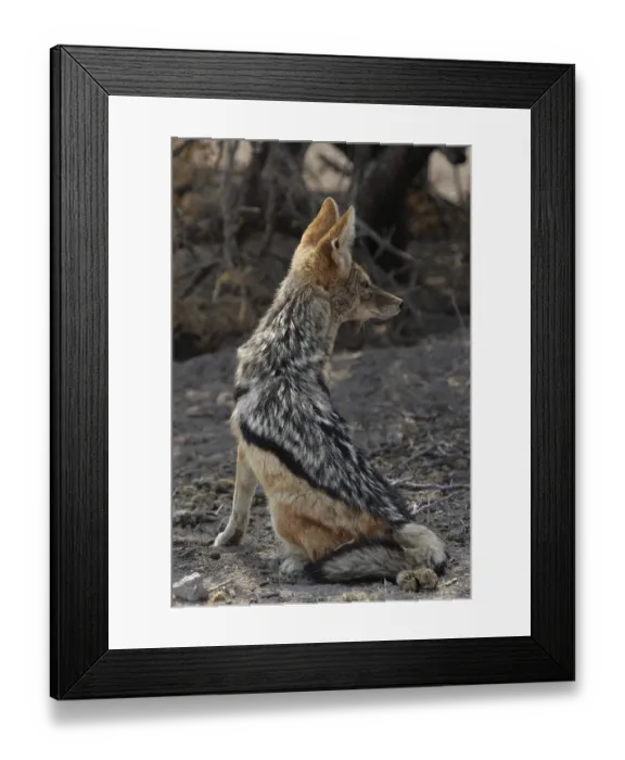 Framed Print : Black-backed jackal (Canis mesomelas) resting in the shade in Etosha National Park Framed Print : Black-backed jackal (Canis mesomelas) resting in the shade in Etosha National Park