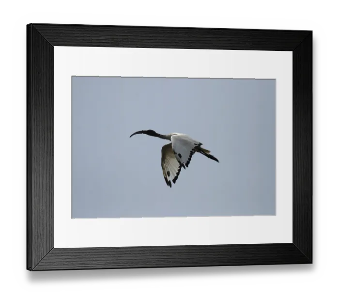 Framed Print : African sacred ibis (Threskiornis aethiopicus) on the banks of the Okavango River