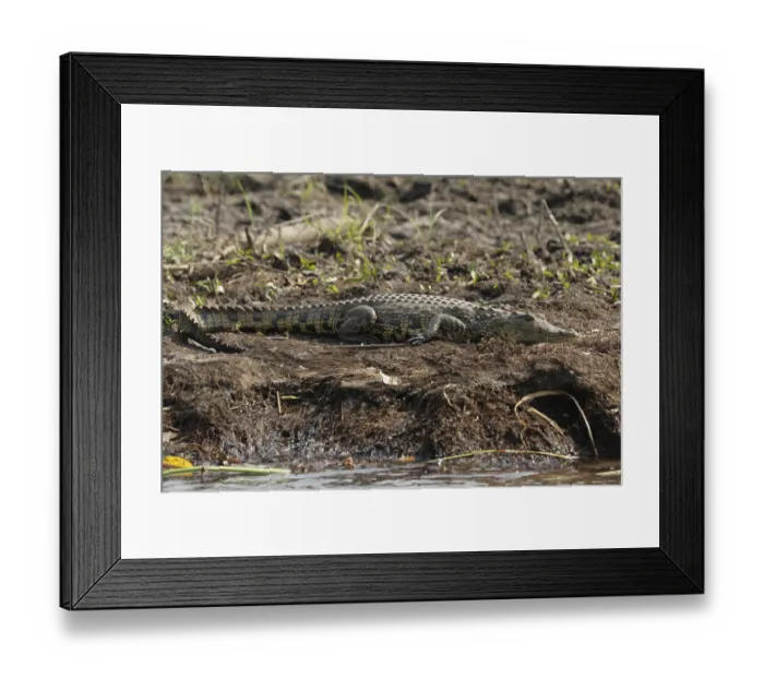 Framed Print : Nile crocodile (Crocodylus niloticus) in the Okavango Delta